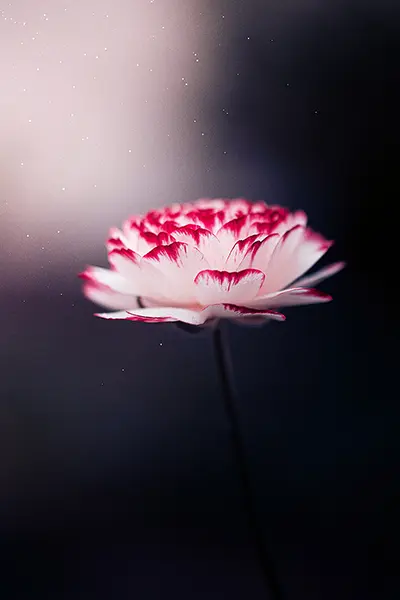 Photo Fleur n°04 – Image 2