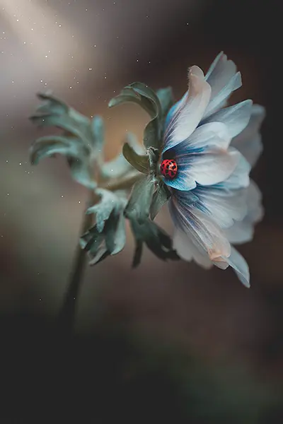 Photo Fleur n°01 – Image 2