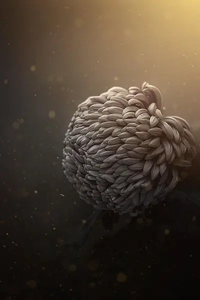 Photo Fleur n°08 – Image 2