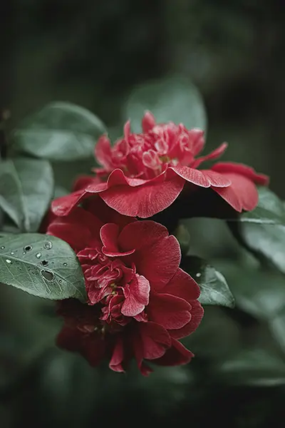 Photo Fleur n°05 – Image 2