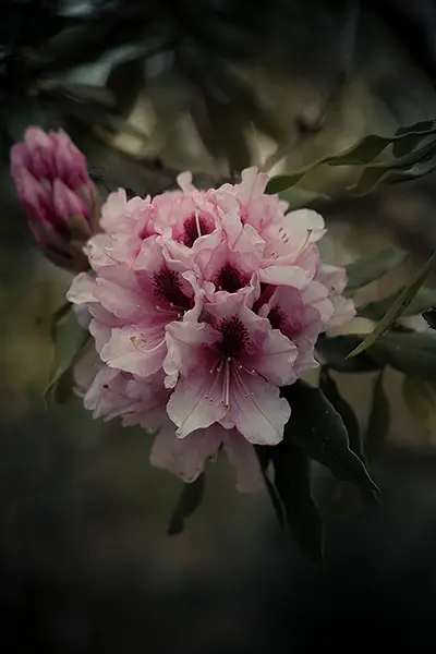 Photo Fleur n°03 – Image 2